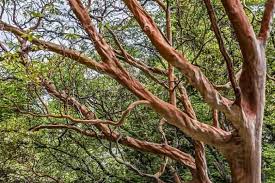 Image result for Andrachne