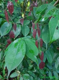 Image result for Rourea minor