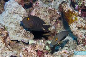 Image result for Oxyanthus strigosus