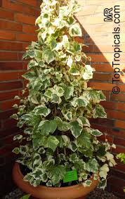 Image result for Hedera