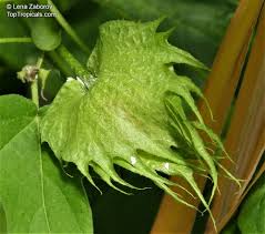 Image result for Gossypium barbadense