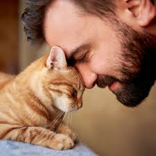 Alleviating Arthritis in Cats with Animal Chiropractic