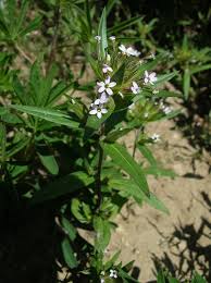 Image result for Polemoniaceae