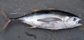 Ikan ini adalah ikan konsumsi tangkapan penting dalam industri perikanan ataupun sebagai target penangkapan ikan rekreasi. Tuna Mata Besar Wikipedia Bahasa Indonesia Ensiklopedia Bebas