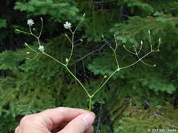 Image result for Stellaria sennii