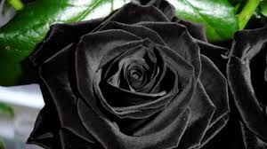 صور ورده سوداء شاهد جمال الورد الاسود الحبيب للحبيب