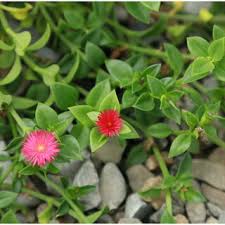 Image result for Lophiocarpus polystachyus