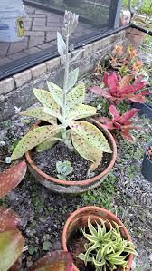 Image result for Kalanchoe gastonis-bonnieri