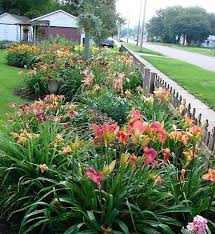Daylilies Daylily Garden Day Lilies Planting Flowers