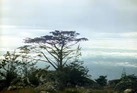 Image result for Widdringtonia nodiflora