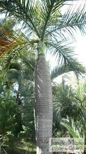 Image result for Monopsis decipiens