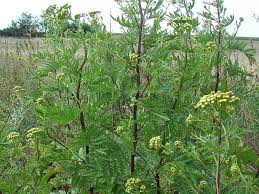 Ambrozia este considerată cea mai alergenă plantă direcția de. Vetrice Tanacetum Vulgare Fam Compositae O PlantÄƒ UtilÄƒ In GrÄƒdinÄƒritul Organic Nelucraciun S Blog