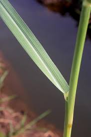 Image result for Setaria geminata