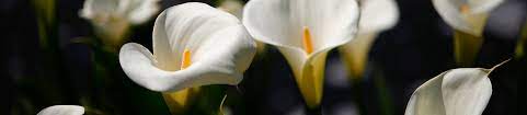 Maybe you would like to learn more about one of these? Flowers By Maryellen Marshfield Ma Groupon
