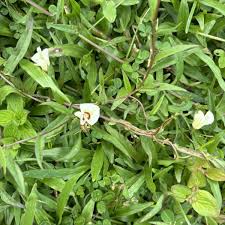 Image result for Xenostegia tridentata