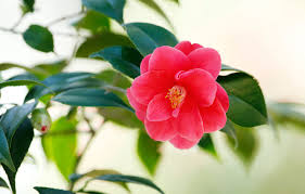 Jul 20, 2021 · dealing with debt. Wallpaper Flower Leaves Background Red Bokeh Camellia Images For Desktop Section Cvety Download