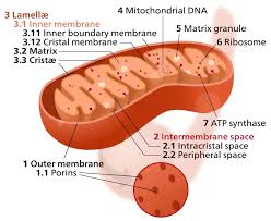 Check spelling or type a new query. What Is The Structure And Function Of A Mitochondria Cell Quora
