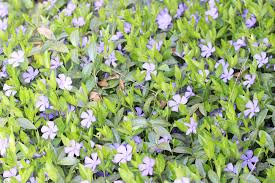 Alles war wunderbar eingepackt und kam gestern auch gleich in den garten bzw. 40 Bodendecker Fur Sonne Und Trockenheit Winterharte Arten Gartenlexikon De