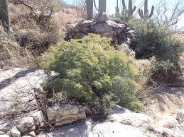 Image result for Stolzia williamsonii