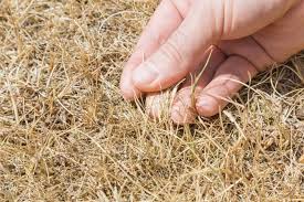 Orangish rust spores are visible on leaf blades of a grass plant. Why Is My Grass Turning White 2 Causes To Consider My Backyard Life