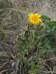 Image result for Pentanema