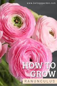 Growing Ranunculus The Correct Way To Plant Bulbs In 2020 Planting Bulbs Ranunculus Garden Flower Farm