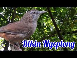 Burung flamboyan jantan dan betina. Suara Asli Anis Merah Ngalas Suara Tajam Dan Keras By Excellent Tube