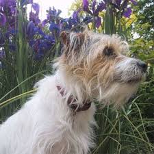 Pin By Carol Barratt On Stuff To Buy Jack Russell Jack Russell Terrier Jack Terrier