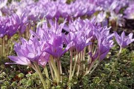 If you wish to err on the safe side, thoroughly research all the vegetation and berries that your dog has access to. 12 Poisonous Flowers To Avoid In Your Garden Shade Loving Perennials Day Lilies Perennial Ground Cover