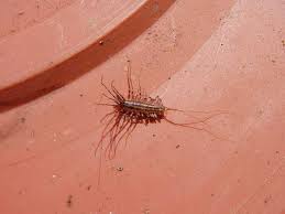 Allow the soil to dry out as much as possible in between waterings without resulting in injury to the plant. Centipedes And Millipedes