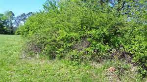 Privets (ligustrum spp.) are popular shrubs commonly used as hedges and screens. Privet Hedge Removal Youtube