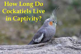 How Long Do Cockatiels Live In Captivity Cockatielreview