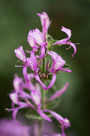 Image result for Hypoestes aristata