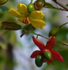 Image result for Ochna