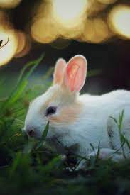 15 Cute Baby Rabbit Images For Whatsapp Dp Animal Photography Wildlife Photography Rabbit Photos