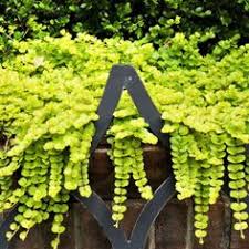 Plants green zum kleinen preis hier bestellen. 83 Best Lime Green Evergreen Shade Ideas Plants Evergreen Shrubs