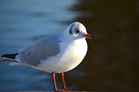 Check spelling or type a new query. Seagle Photograph By Riad Art