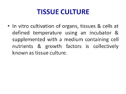 At the dawn of cell culture technology, the major components of media were Animal Cell Culture Lecture 1 Introduction Ppt Video Online Download