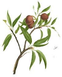 Image result for Manilkara mochisia