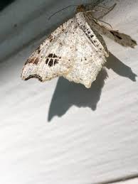 Image result for Macaria fusca