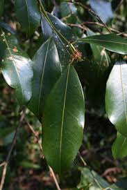 Image result for Trilepisium madagascariense