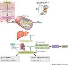 Vitamin D And Cardiovascular Disease Prevention Nature Reviews Cardiology