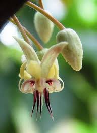 Cacao Flower Planter Des Fleurs Fleurs Insolites Et Fleurs