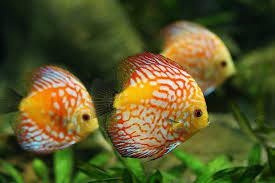 How To Care For Your Freshwater Fish Discus Fish Freshwater Aquarium Fish Aquarium Fish
