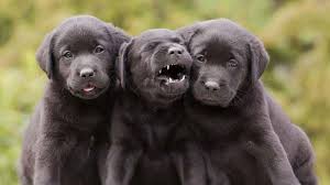He will grow quickly, however, and it is important to remember that birth weight is not a good indicator of final size. Labrador Retriever Price Temperament Life Span