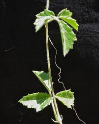 Image result for Cyphostemma adenocaule