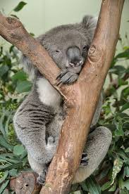 G Day Sydney Cute Animals Koala Bear Koala