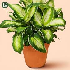 Image result for beautiful dieffenbachia