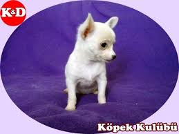 Sus Kopegi 0532 343 8041 Kopek Sus