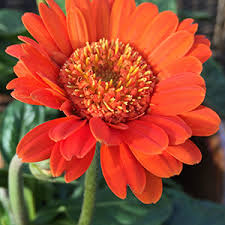 Echinacea is an herbaceous flowering plant, similar to the daisy family. Orange Crush 10 Essential Plants